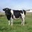 Asiaw665's profile image