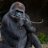 bogdy69's profile image