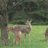 RIBEIRO_CONT's profile image