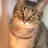 FoRZIgrIgwaY5l3's profile image