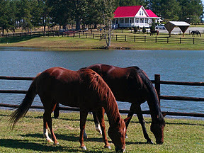 Derby Day will showcase the equine community to the public in a fun and unique environment.  Clayton Rotary is a non-profit organization