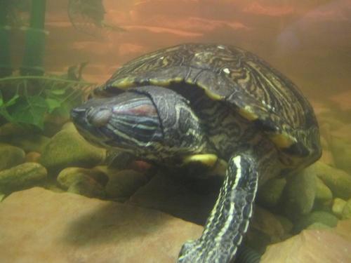 Aquatic Turtle Community, Care Info, Tips and Tricks, Health and Food, Habitat and Happiness.