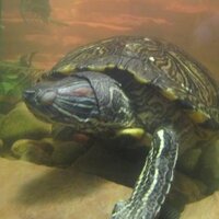 Red Eared Slider (@turtlewisdomres) 's Twitter Profile