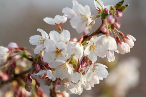 Celebrating the inspiration, beauty and traditions of the annual blooming of the Sakura // Japanese Cherry Blossoms in High Park, Toronto.