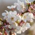 Sakura in High Park (@sakurahighpark) Twitter profile photo Sakura in High Park (@sakurahighpark) Twitter profile photo