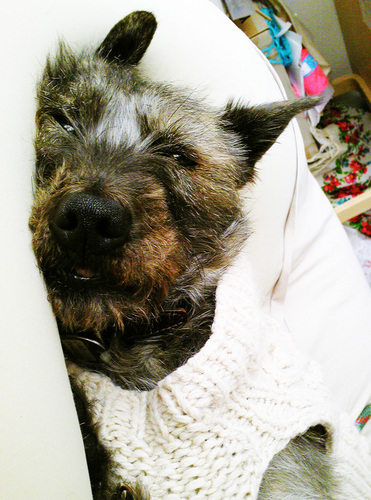 I'm knit designer & knitter. I love knittig , cooking & dogs. l'm chocoshoe owner. ▷ https://t.co/DnOTBw1Uxg ◁ add/ caminito no.5 1-3-1 higashi shibuya-ku TOKYO