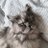 DosenGrabe's profile image