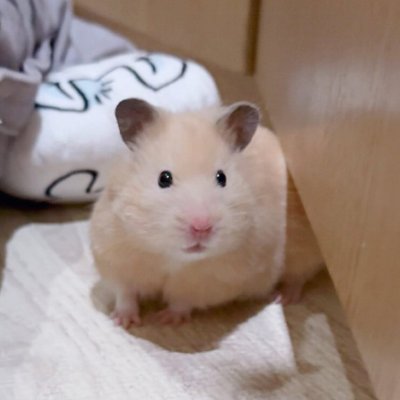 astep232353's profile image