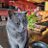 mo_zanotti's profile image