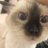 sungela2's profile image