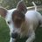 brodie_gavin's profile image