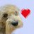 JPTheStrayDog's profile image