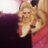 millystgeo's profile image