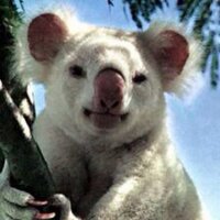 Charlotte Burr - @koalaburr458 Twitter Profile Photo