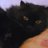 _sid_the_cat__'s profile image