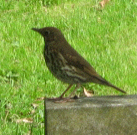 seymourklearly's profile picture. Freelance alchemy, toy guitar ragas, pedal organ, sitar, 1978 Guild D40-SB, De armond and Guild Starfire electrics.