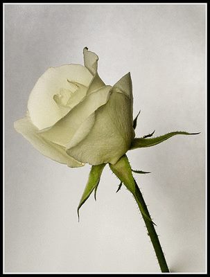 arcecarol's profile picture. 