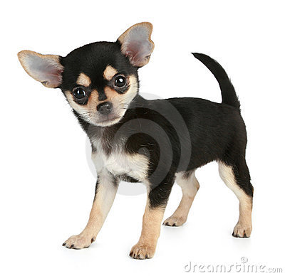 What To Know Before You Treat Your Puppy Chihuahua   (Domain For Sale) http://t.co/z4F6VopYLd