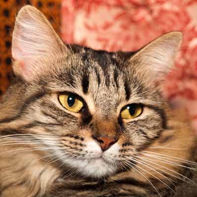 I am an 18 year old lady-sized Maine Coon mix spirit cat. I tweet for my family of 11 cats and 3 dogs. I was a mighty huntress, lizards a specialty.