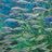 sea_humanity's profile image