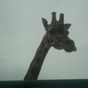 Lacey orton - @LaceyMeyer2 - Twitter