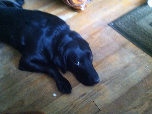 sdldonley's profile picture. 