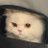 tritrimiao1's profile image