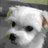 CarloFumerdm's profile image