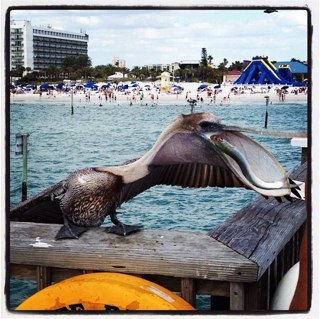 OptiSteph27's profile picture. Optical Whiz Kid / Lover of Beagles