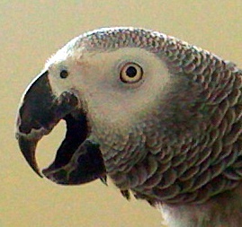 I love birds. I'm a little cubber.
[This is the Twitter account of my African Grey Parrot, Louie. All tweets are things that he says, verbatim.]