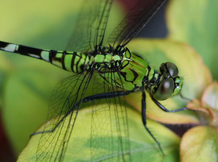 IVotedAmby's profile picture. I was captured by my master Amby and some other weirdo. I enjoy eating mosquitos and playing with Amby ~Buzzzzz~(Multiverse Dragonfly Rp)