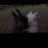 safa3034's profile image