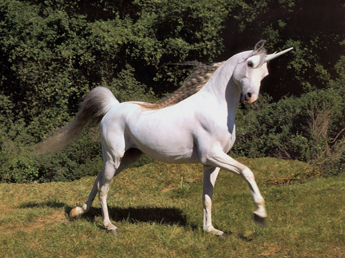UnicornDish's profile picture. Hello I am a Unicorn, I tweet funny but crazy things! Follow me en you may ride on me :D