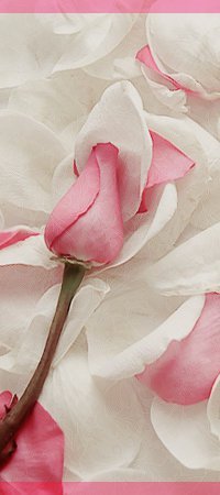 EngKrkr's profile picture. مسلمة اخوانية مصرية مهندسة بحب بلادى ونفسى اشوفها عظيمة