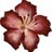 bupium's profile image
