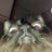 askafaskahaska's profile image