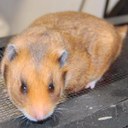 devin reyes - @devinreyes57 - Twitter