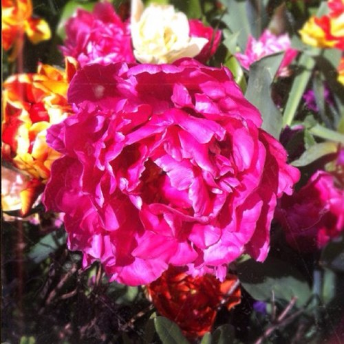 fekq's profile picture. @quintadasbrisas on Instagram. lots of complaints to Southern Rail - then I moved to a farm in Portugal