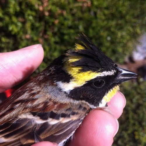 Monotaxism's profile picture. 