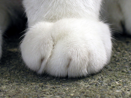 shironekopanchi's profile picture. 