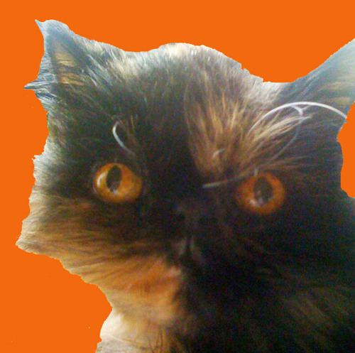 KruemeltheKat's profile picture. Foodie, world arm chair traveler, wine snob, philosopher and studiosus of the human race. trapped by karma in a cat's body.