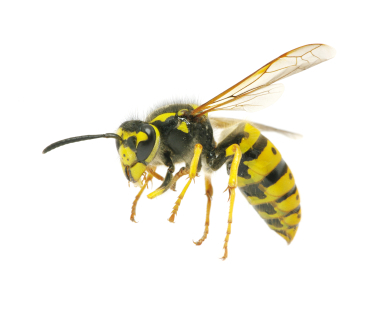 A pest control company based in Teddington, south west London. Gets rid of all types of pests for commercial and residential customers.
