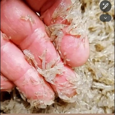 Premium quality frozen mysis shrimp, fish food for all tropical and marine fish.