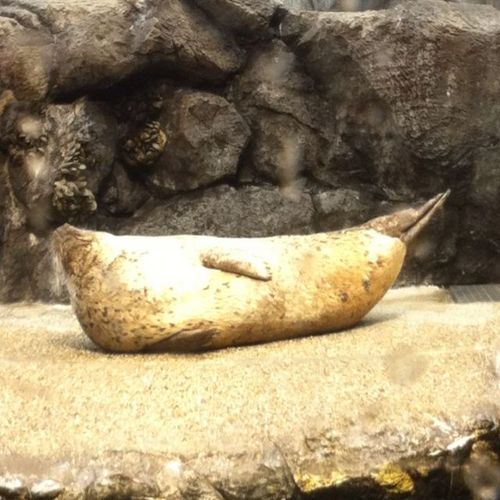 n_vamos's profile picture. 総高→理大/テニス ナダル大好き/教職頑張ってます(^^)