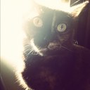 Henry The Kitty - @HenryMarieKitty - Twitter