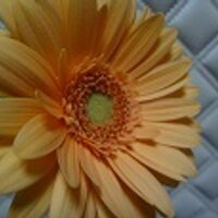 鮭 小豆 (@c_cheese_e) Twitter profile photo