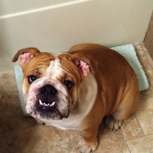 mizz_boss's profile picture. 