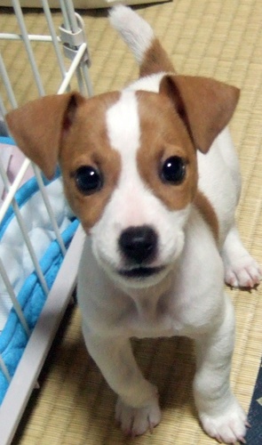 仕事はパン屋さん…で…バイトで焼鳥屋さん♪ 愛犬ジャックを溺愛中❤ゴッチも溺愛中❤ 洋邦問わず音楽大好き♪ライブ大好き♪