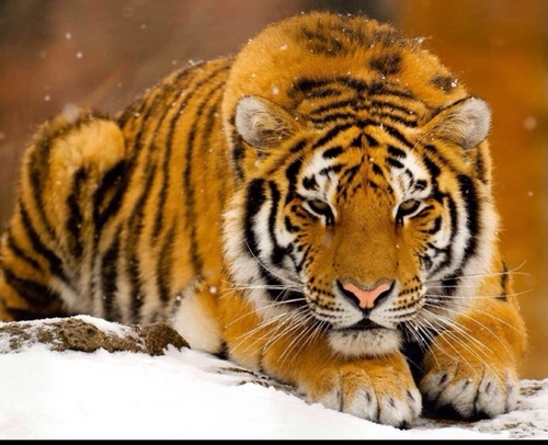 water21c's profile picture. 맑은물 디자이너 ^^