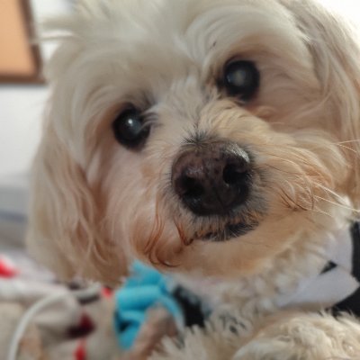 BakeryBBT Profile Picture